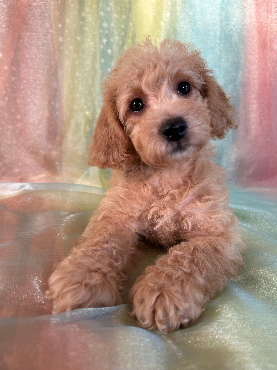 Female Schnoodle Puppy for Sale DOB 4-6-2024 $1200